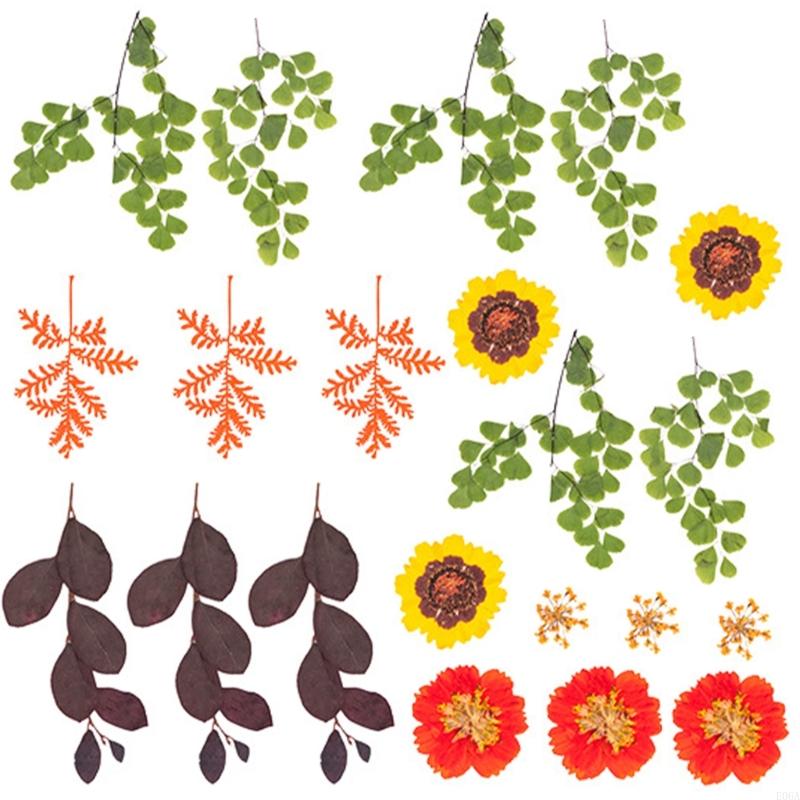 Hoa ép khô làm khuôn nhựa dùng - đánh giá và giá Art And Craft Nature