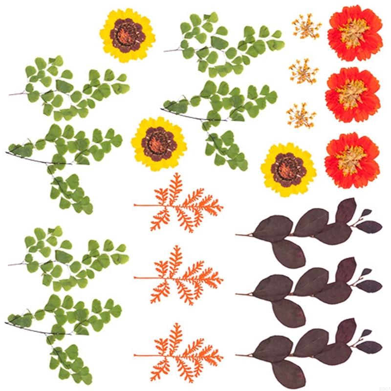 Hoa ép khô làm khuôn nhựa dùng - đánh giá và giá Art And Craft Nature